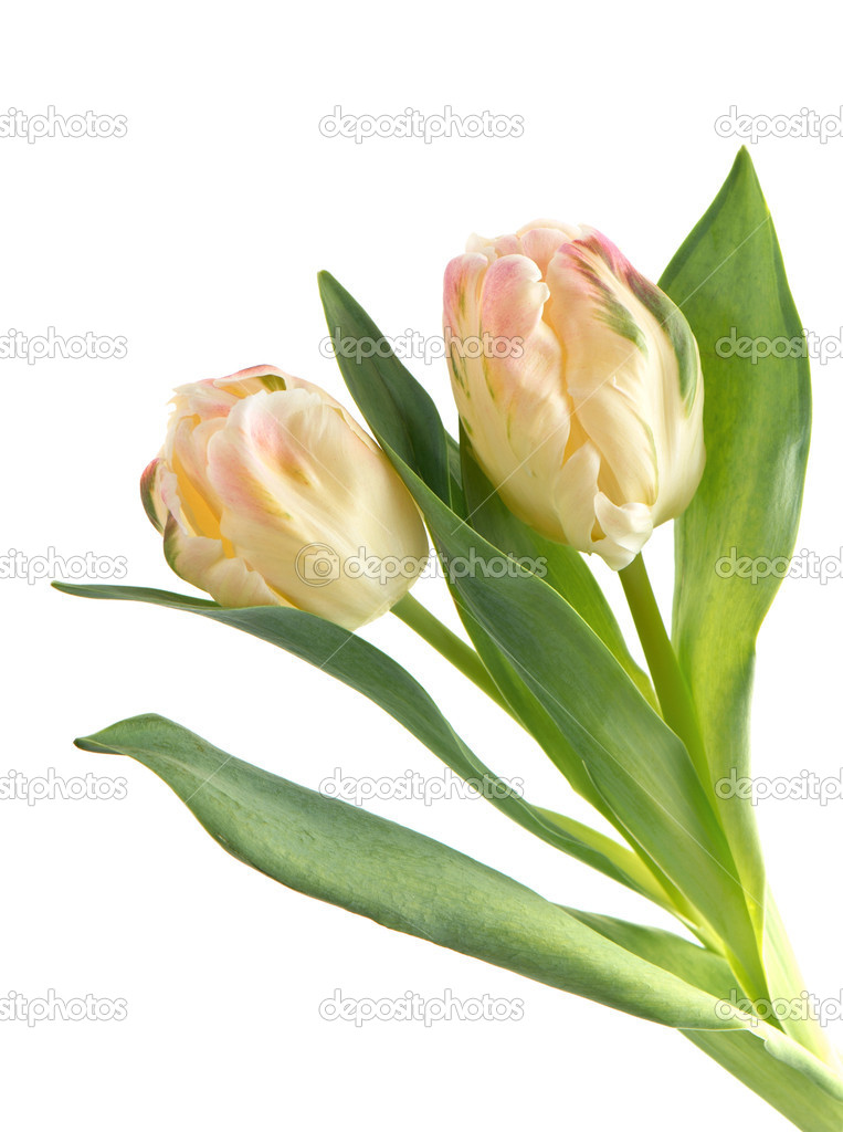 soft colored tulip flowers on white
