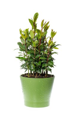 bay laurel plant in pot on white background clipart