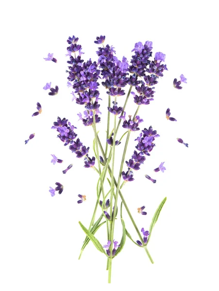 fresh provencal lavender flowers isolated on white