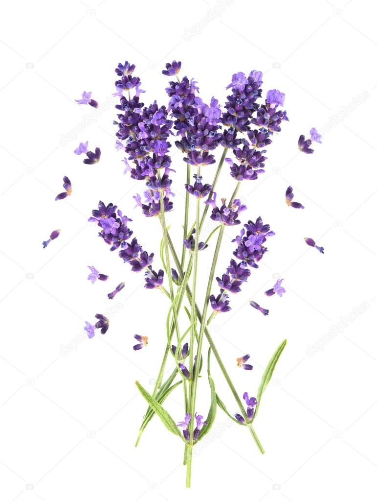 fresh provencal lavender flowers isolated on white