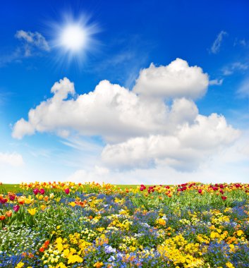 renkli çiçek çayır ve yeşil çim alanın üzerine mavi gökyüzü