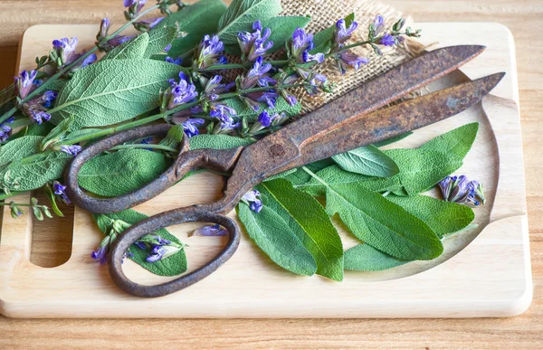 Fresh sage leaves and blossoms with vintage rusty scissors — Stock Photo, Image