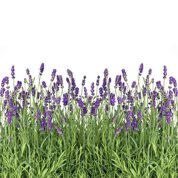 Flores frescas de lavanda aisladas en blanco — Foto de Stock