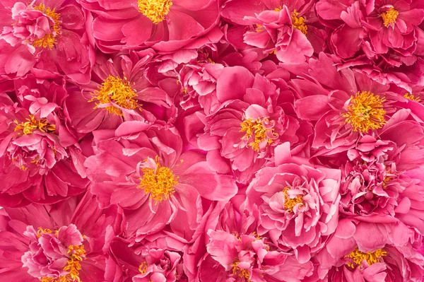 Hermosas flores de peonía rosa. fondo floral — Foto de Stock