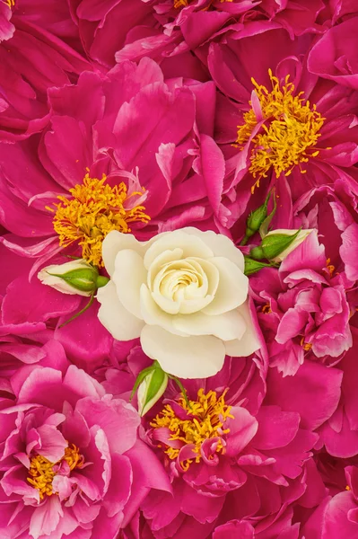 美丽的粉红色牡丹花朵与白色的一朵玫瑰 — 图库照片