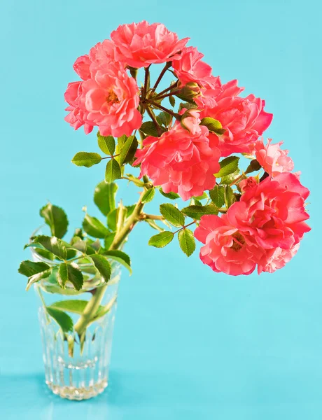 Boeket van roze wilde rozen over blauwe achtergrond — Stockfoto