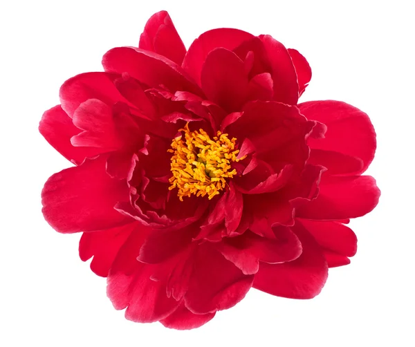 Cabeça de flor única de peônia vermelha isolada em branco — Fotografia de Stock