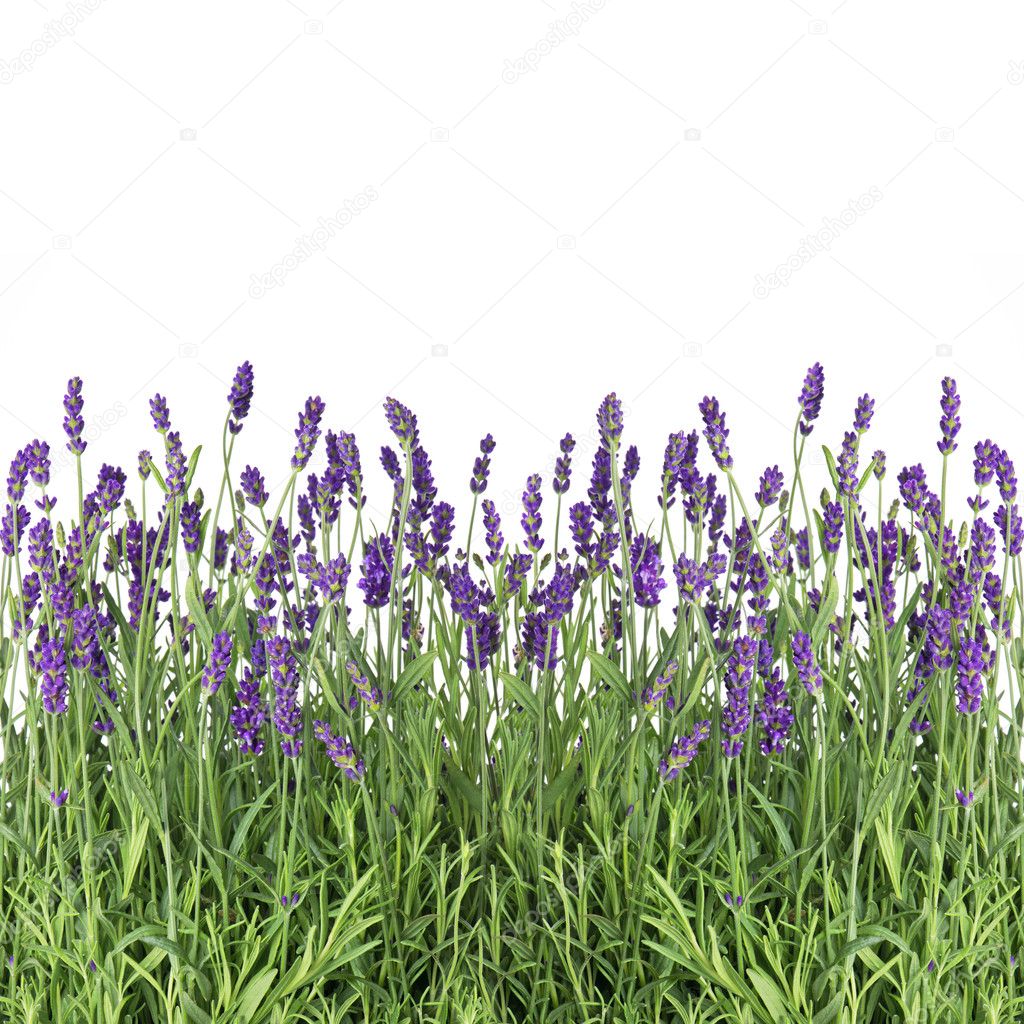 fresh lavender flowers isolated on white