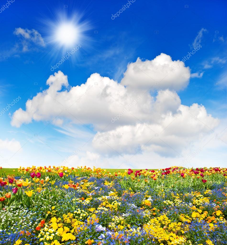 colorful flowers meadow and green grass field over blue sky
