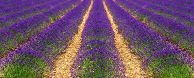 valensole, provence, Fransa lavanta çiçek çiçek
