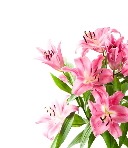 Verse roze lily bloem bloesems geïsoleerd op wit — Stockfoto