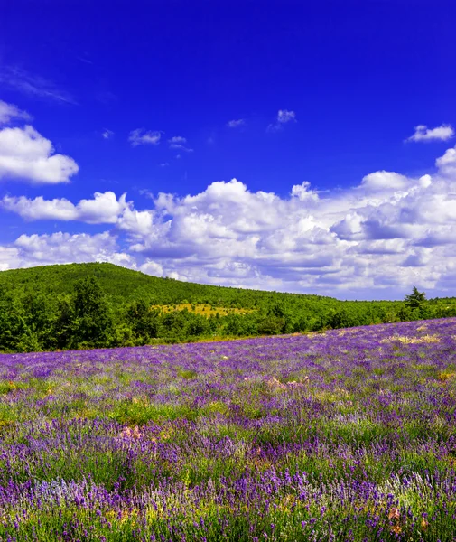 Lavender field with beautiful blue sky in Provence, France — Stock Photo, Image