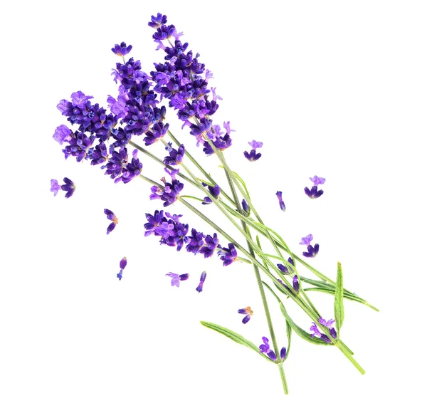 Flores de lavanda aisladas en blanco — Foto de Stock