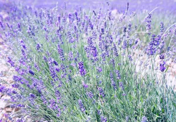 Blossoming of lavender flowers in Valensole, Provence — Stock Photo, Image