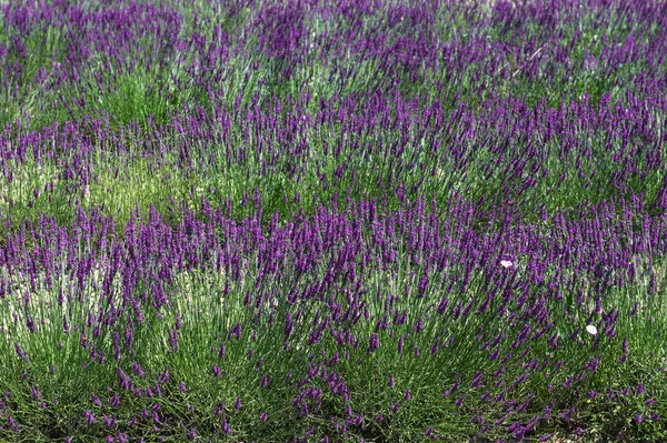 Verse lavendel. kleurrijke natuur achtergrond — Stockfoto