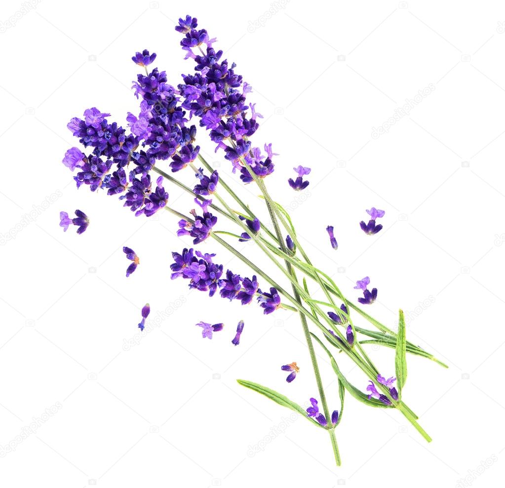 lavender flowers isolated on white