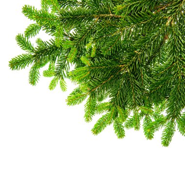 kenarlığın üzerine beyaz izole yeşil Noel ağacı dalı