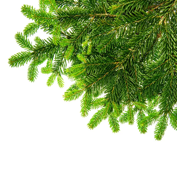 Bordo da ramo albero di Natale verde isolato su bianco — Foto Stock