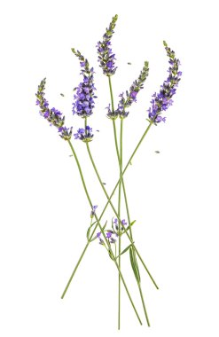 Beyaz lavanta çiçekleri