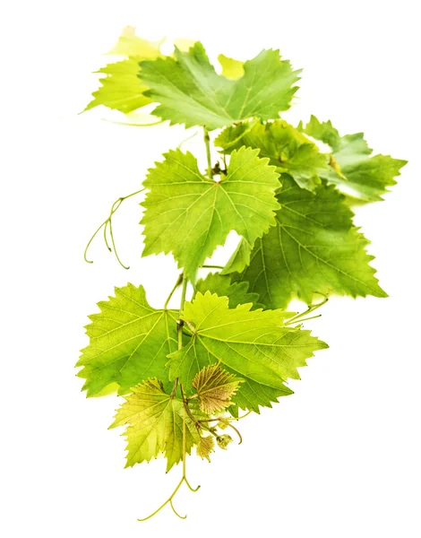 Folhas de vinha — Fotografia de Stock