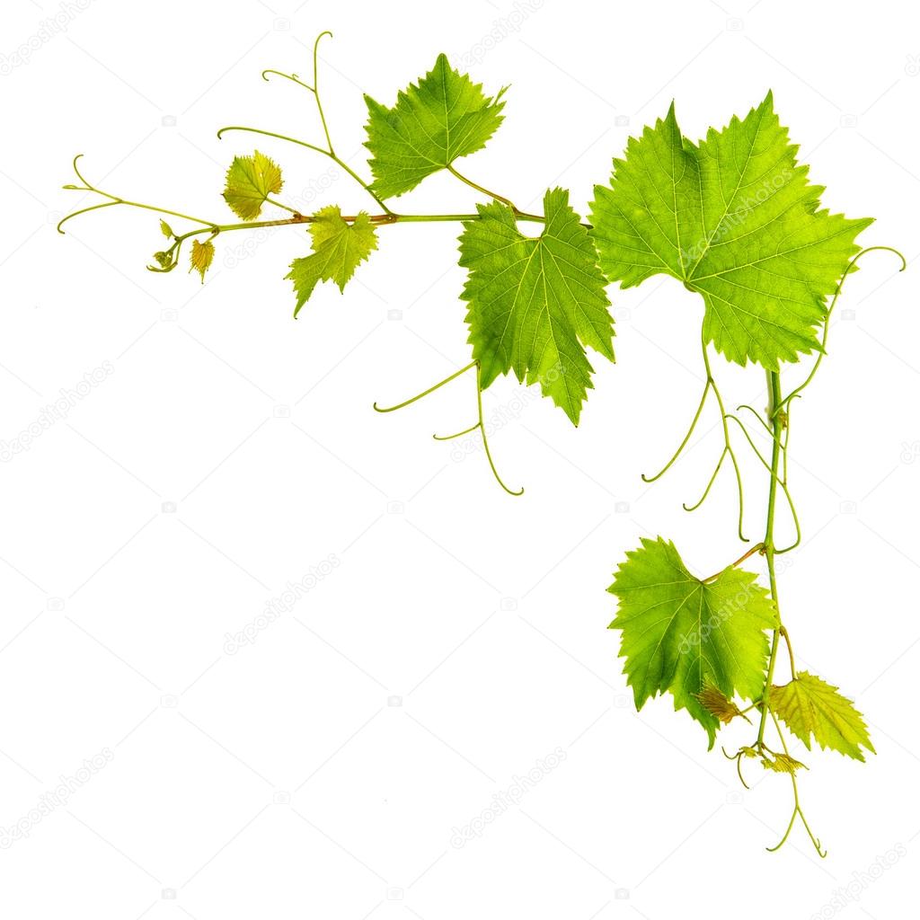 Grapevine leaves