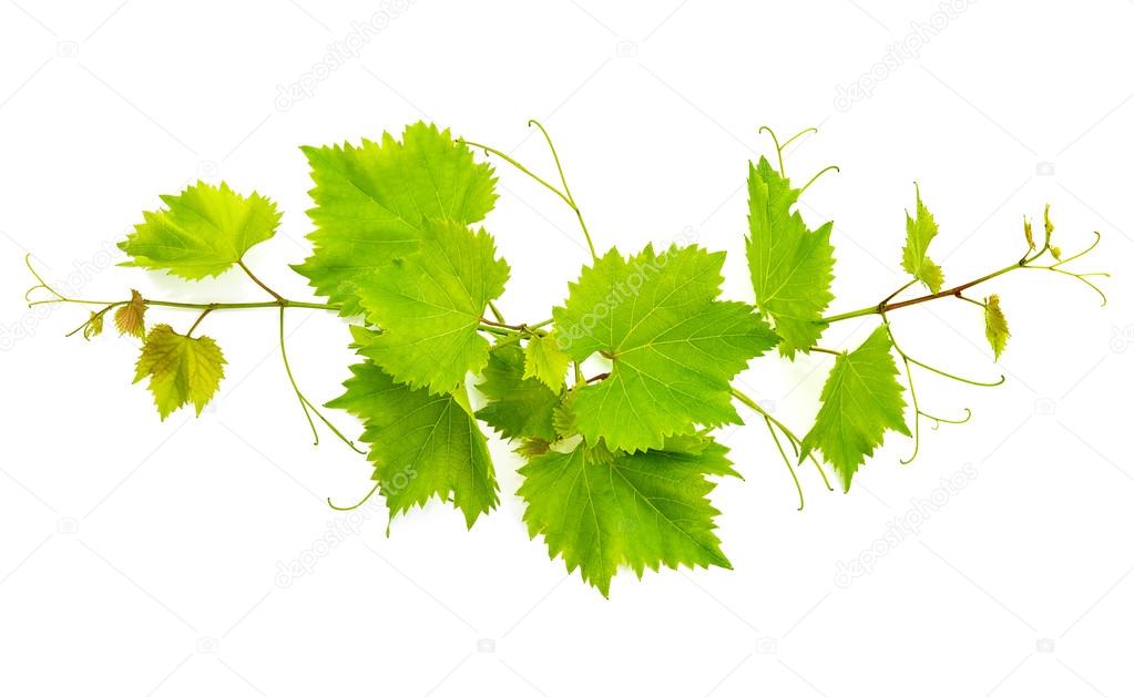 Vine leaves