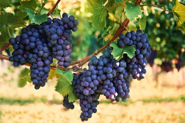 Uvas rojas púrpuras — Foto de Stock