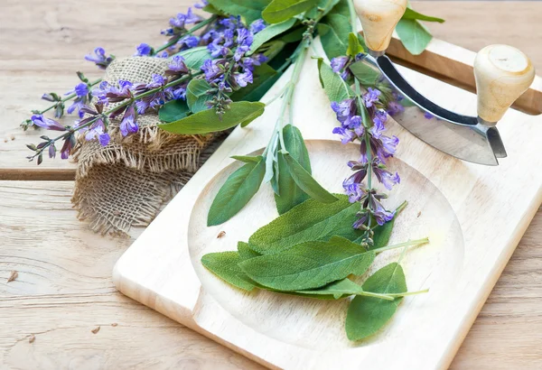 Salbeiblätter und -blüten — Stockfoto