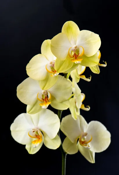 Flor de orquídea exótica — Foto de Stock
