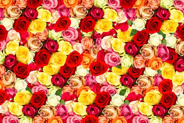 Свіжі Асорті троянд — стокове фото