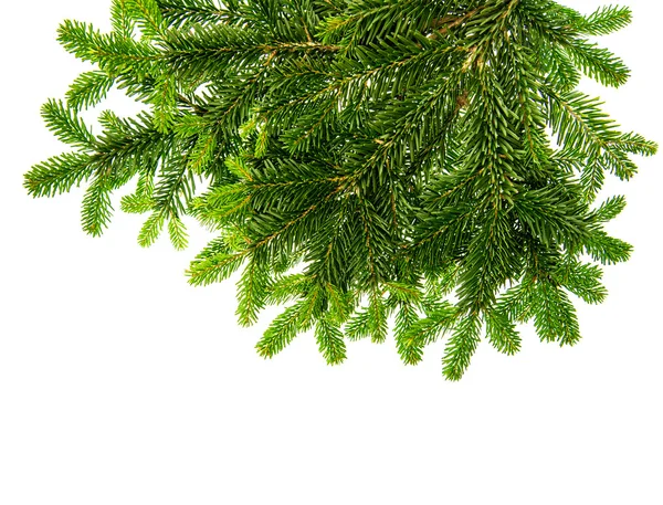 Kerstboom twijgen — Stockfoto