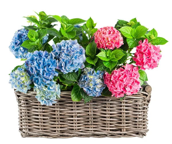 Hortensia planten — Stockfoto