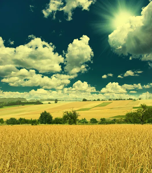 Campo de trigo e sol céu azul — Fotografia de Stock