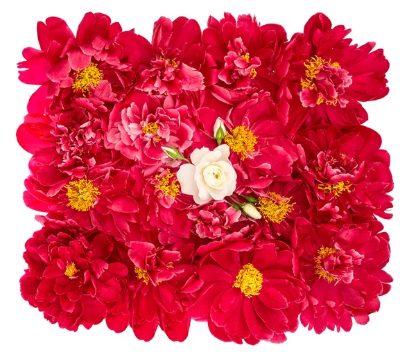 Hermosas flores de peonía rosa con rosa única blanca —  Fotos de Stock