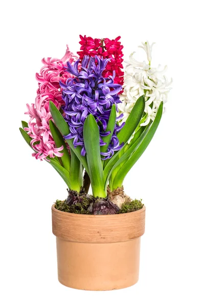 Pink, white,blue hyacinth flower in pot — Stock Photo, Image