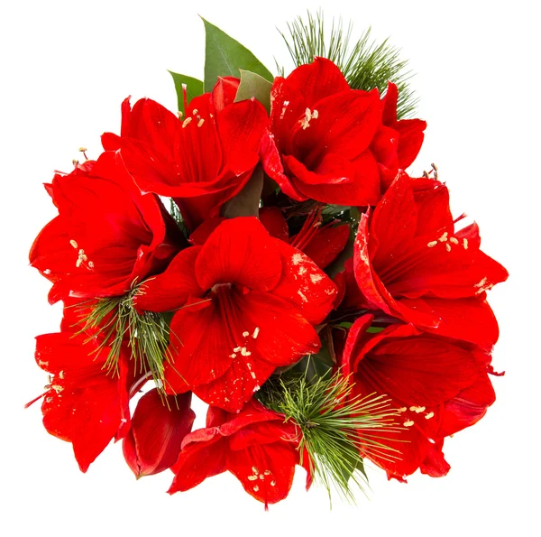 Strauß Amaryllis. rote Weihnachtsblumen — Stockfoto