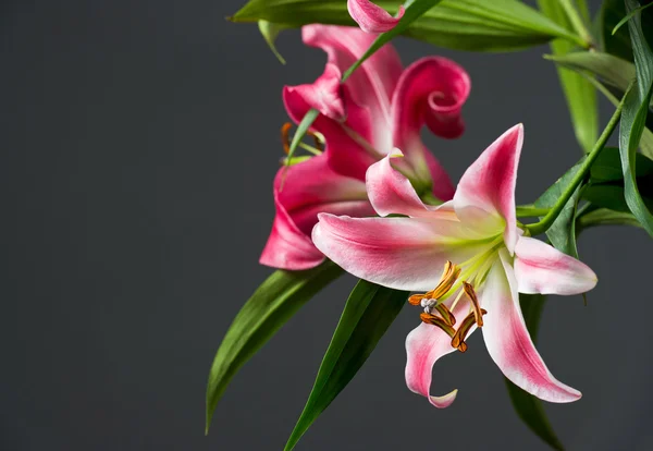 Koyu arka plan üzerinde pembe lily çiçekler — Stok fotoğraf