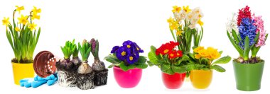 bahar çiçekleri sümbül, nergis ve campanula'lar