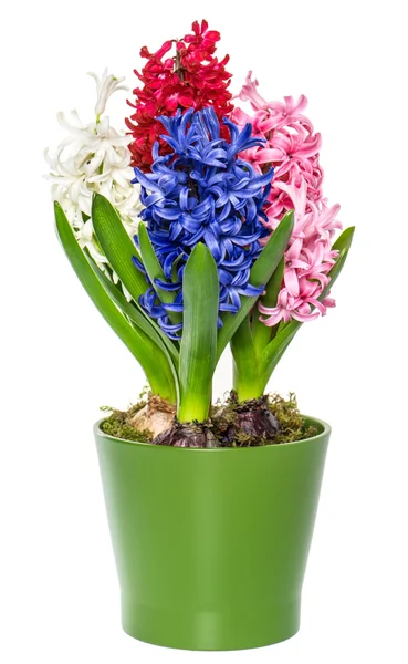 Pink, white, blue hyacinth flower in pot on white — Stock Photo, Image