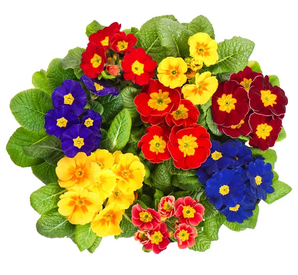 Fleurs primula assorties isolées sur blanc — Photo