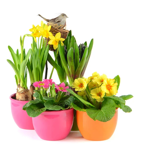 Colorful spring flowers. easter decoration — Stock Photo, Image