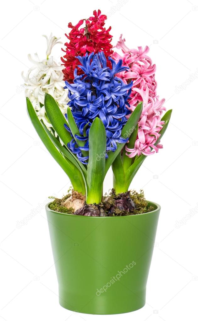 pink, white, blue hyacinth flower in pot on white