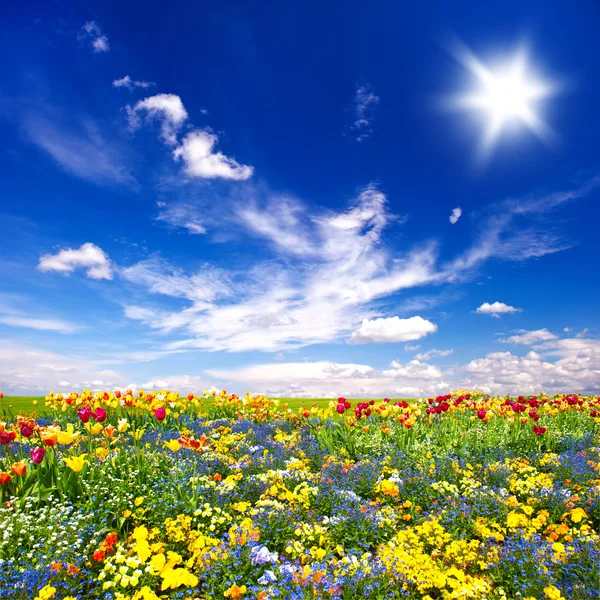 Belas flores prado e céu azul nublado — Fotografia de Stock