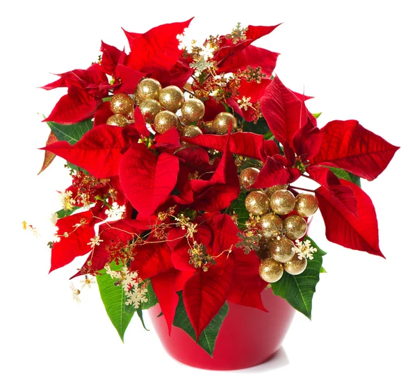 Red poinsettia. christmas flower with golden decoration — Stock Photo, Image