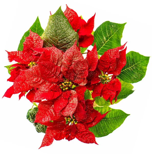 Rode poinsettia. Kerstmis bloem met gouden decoratie — Stockfoto