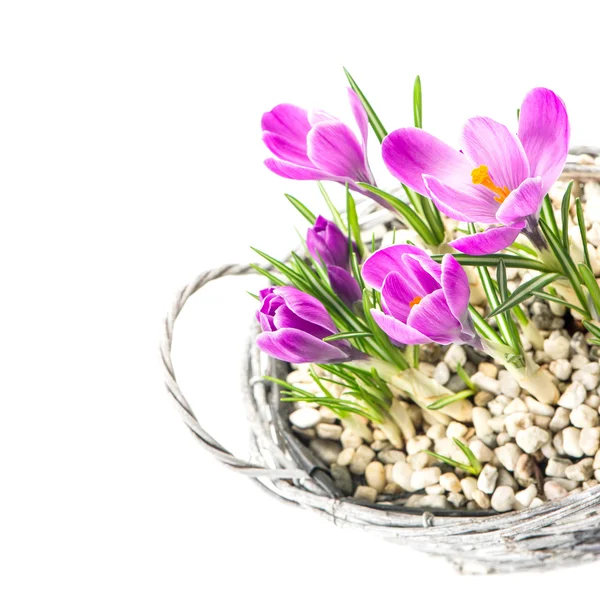 Beautifil jarní crocus květiny v košíku — Stock fotografie