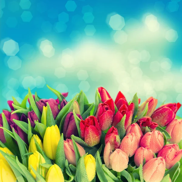 Flores frescas de tulipán de primavera con gotas de agua —  Fotos de Stock