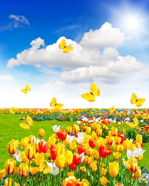 Prado com flores variadas e borboletas — Fotografia de Stock