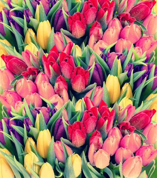 Čerstvý jarní Tulipán květy kapkami vody — Stock fotografie