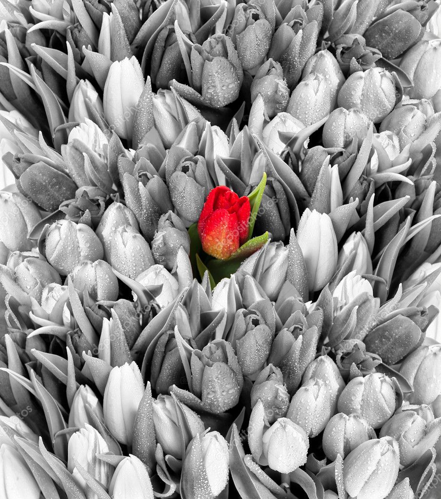 Flores blancas y negras fotos de stock, imágenes de Flores blancas y negras  sin royalties | Depositphotos